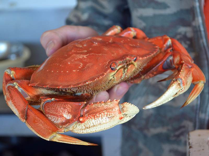 Barnacle Bill's Seafood Market