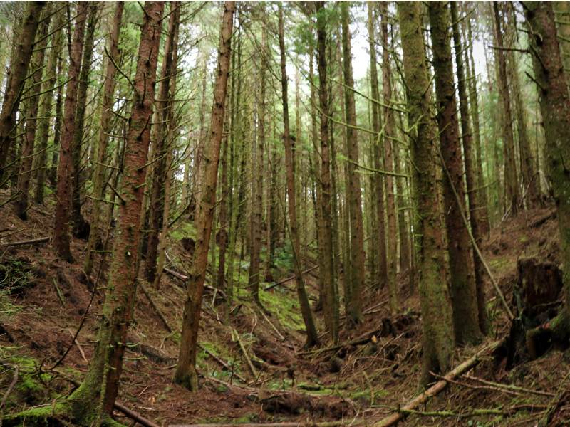 Agnes Creek Open Space