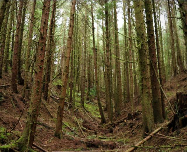 Agnes Creek Open Space