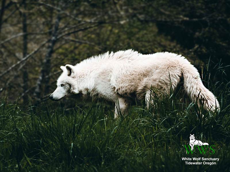 White Wolf Sanctuary