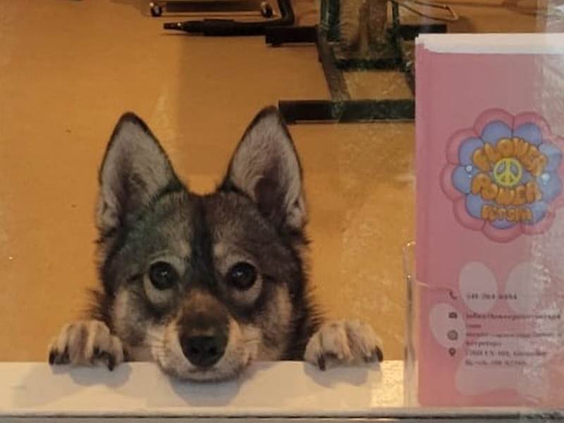 Flower Power Pet Spa