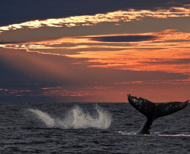 A whale tail splashing out of the ocean at sunset on the Oregon Coast