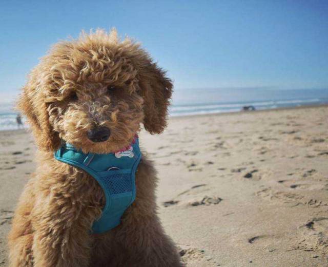 a golden doodle wears a blue harness while sitting on the beach in Lincoln City