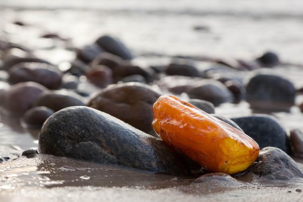 Amber washed up along the shore among rocks in Lincoln City on the Oregon Coast