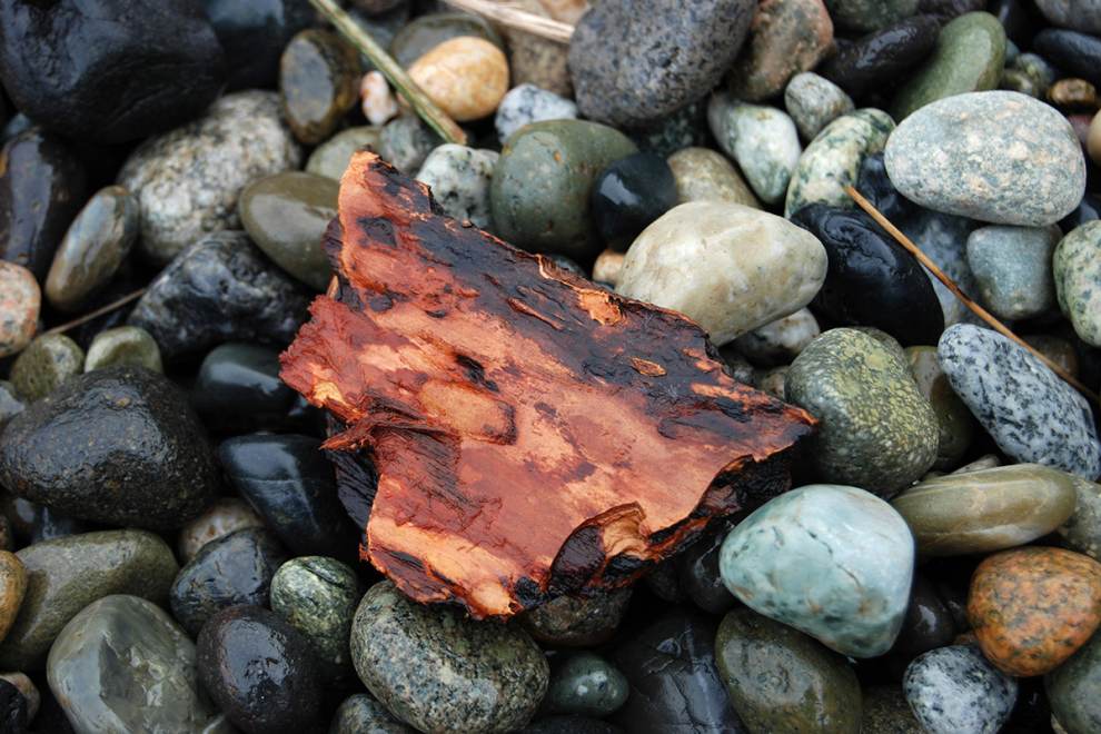 Petrified wood and rocks from the beaches along the Oregon Coast