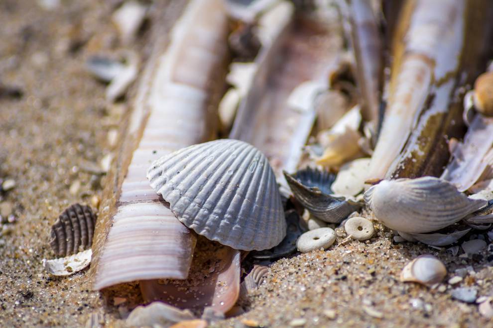 A variety of seashells along the beach in Lincoln City, OR