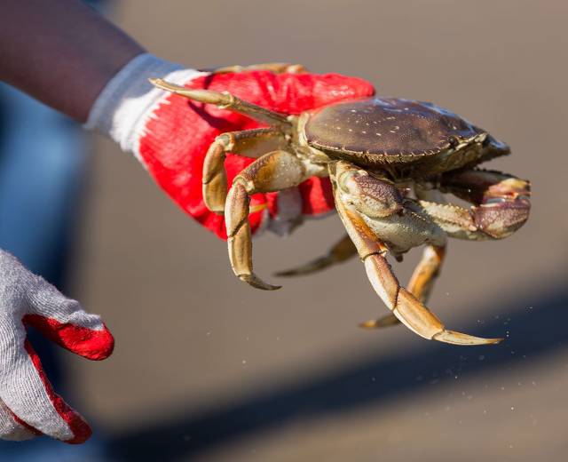 An Explorience guide holds a crab at a beach.