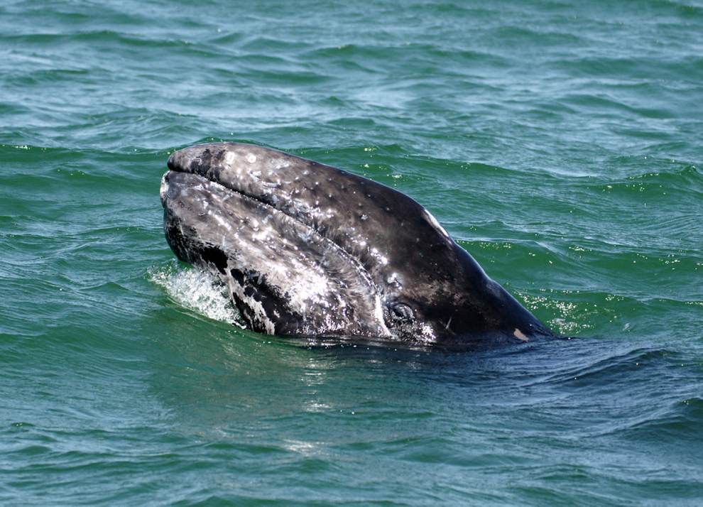 A gray whale pops its head above the ocean water