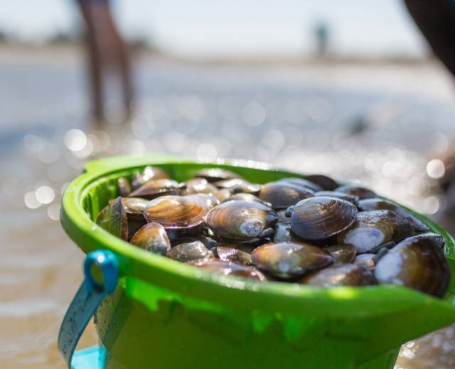 Green bucket of clams along the water's edge at the beach in Lincoln City, OR