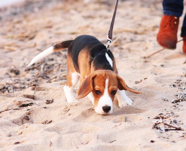 A Beagle puppy sniffs at the sand at a beach near Lincoln City.