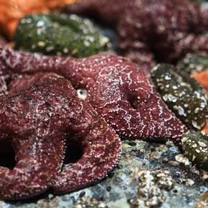 red and orange starfish rest on the floor of a Lincoln City tide pool