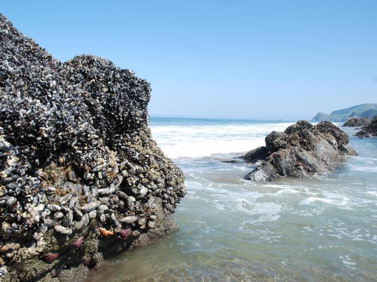 Giant rock formations in the ocean, covered in shells, in Lincoln City, Oregon
