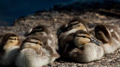 Wood Ducklings abound in Lincoln City